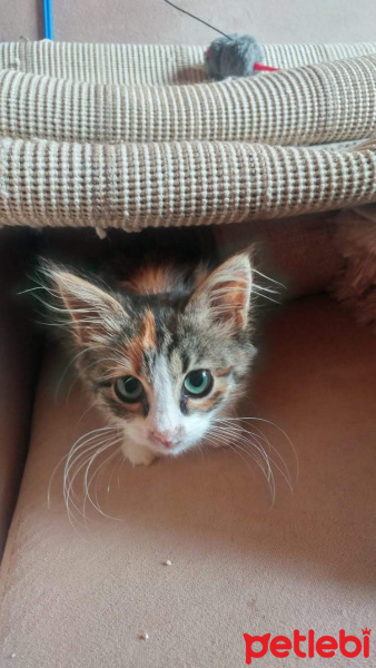 Tekir Kedi, Kedi  Şimdilik KIZÇE diyoruz fotoğrafı