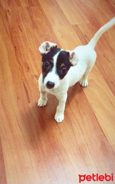 Jack Russell Terrier, Köpek  Lucky fotoğrafı