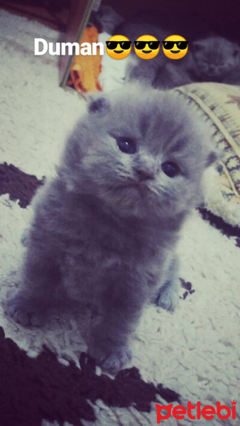 Scottish Fold, Kedi  Duman fotoğrafı