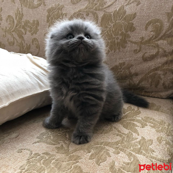 Scottish Fold, Kedi  Duman fotoğrafı