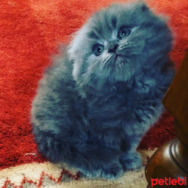 Scottish Fold, Kedi  Duman fotoğrafı