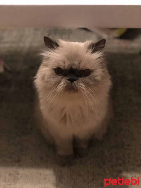 Himalayan, Kedi  Totoş fotoğrafı