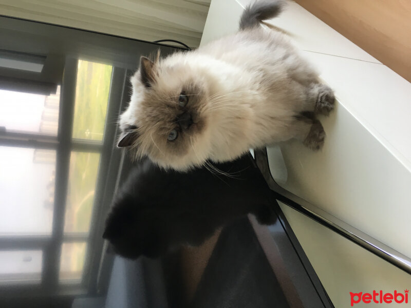 Himalayan, Kedi  Totoş fotoğrafı