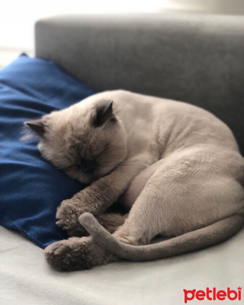 Himalayan, Kedi  Totoş fotoğrafı