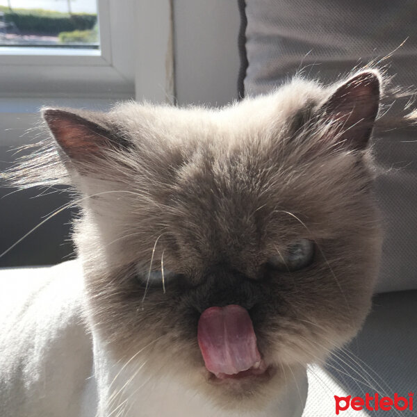 Himalayan, Kedi  Totoş fotoğrafı