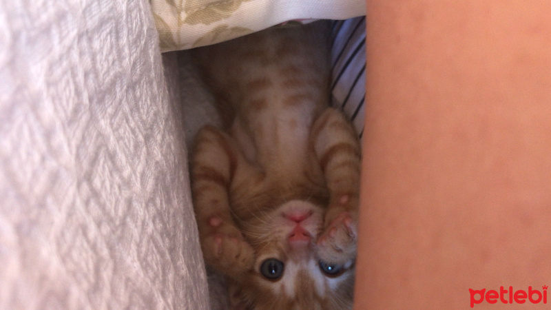 British Shorthair, Kedi  Tarçın fotoğrafı