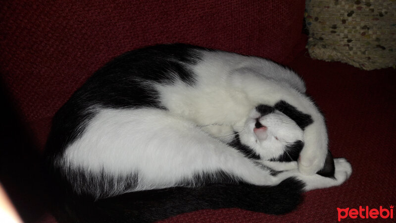 Tuxedo (Smokin) Kedi, Kedi  Nazlı fotoğrafı