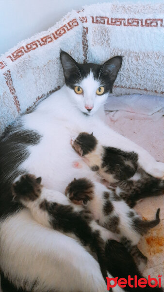 Tuxedo (Smokin) Kedi, Kedi  Nazlı fotoğrafı