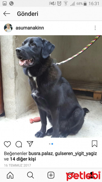 Labrador Retriever, Köpek  Kuki fotoğrafı