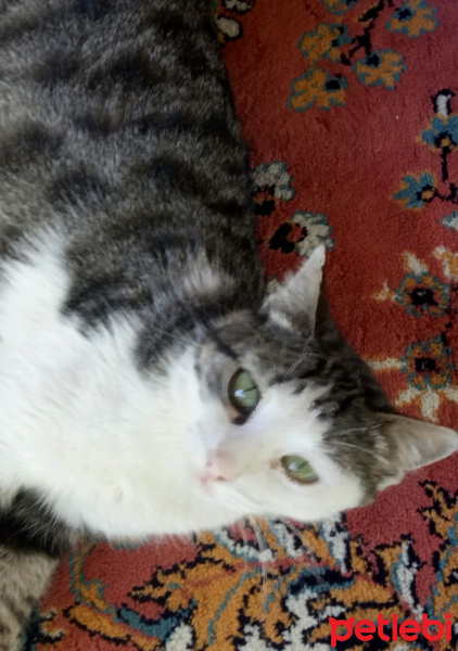 Tekir Kedi, Kedi  mino fotoğrafı