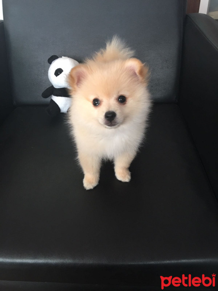 Pomeranyalı, Köpek  Teddy fotoğrafı