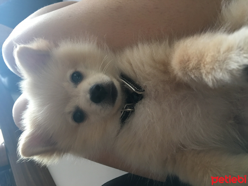 Pomeranyalı, Köpek  Teddy fotoğrafı