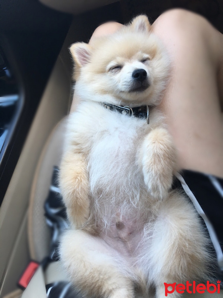 Pomeranyalı, Köpek  Teddy fotoğrafı