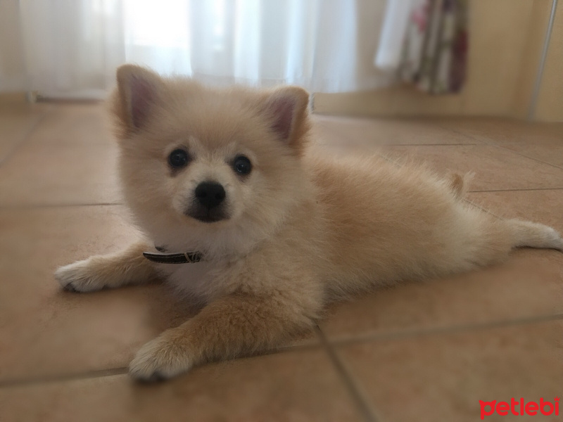 Pomeranyalı, Köpek  Teddy fotoğrafı