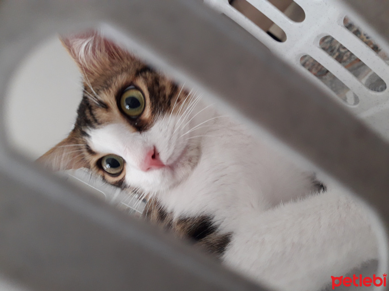 Tekir Kedi, Kedi  Haşmet fotoğrafı