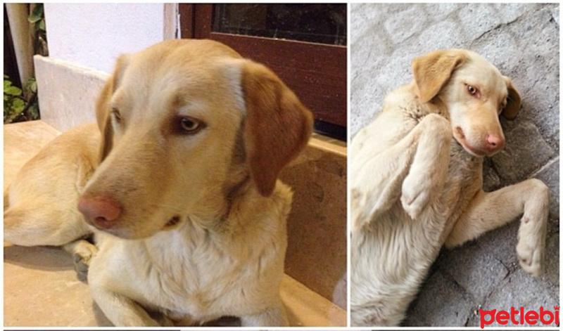 Sokö (Sokak Köpeği), Köpek  Karamel fotoğrafı