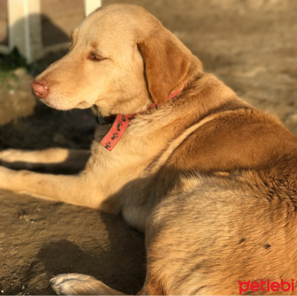 Sokö (Sokak Köpeği), Köpek  Karamel fotoğrafı