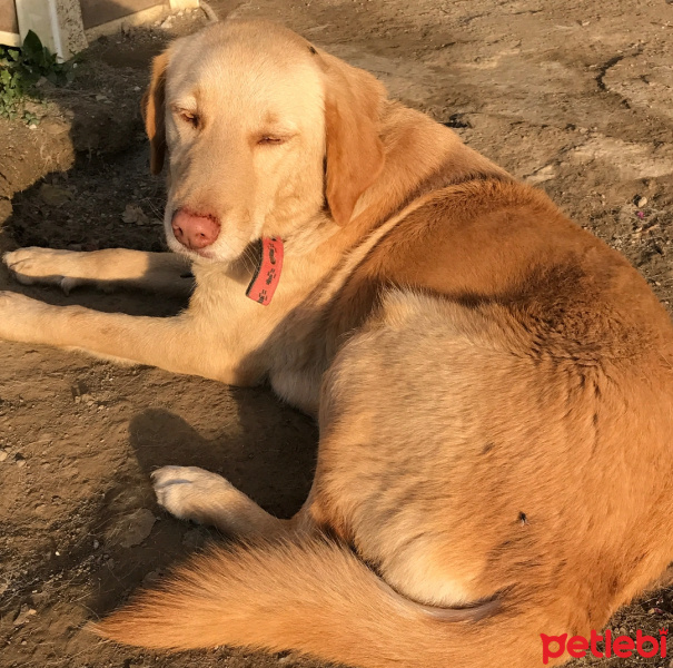 Sokö (Sokak Köpeği), Köpek  Karamel fotoğrafı