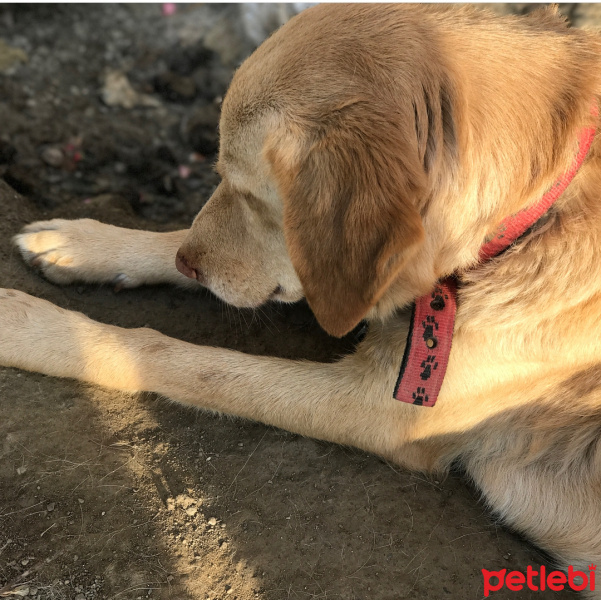 Sokö (Sokak Köpeği), Köpek  Karamel fotoğrafı