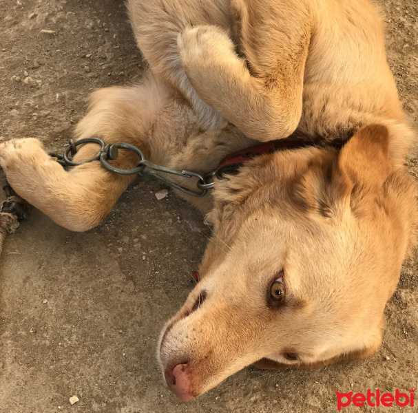 Sokö (Sokak Köpeği), Köpek  Karamel fotoğrafı