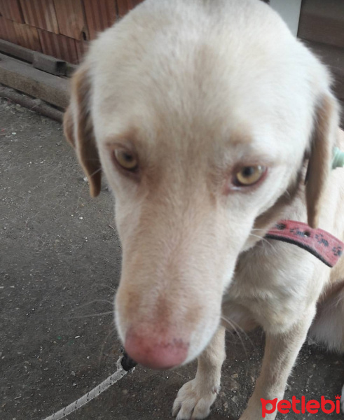 Sokö (Sokak Köpeği), Köpek  Karamel fotoğrafı
