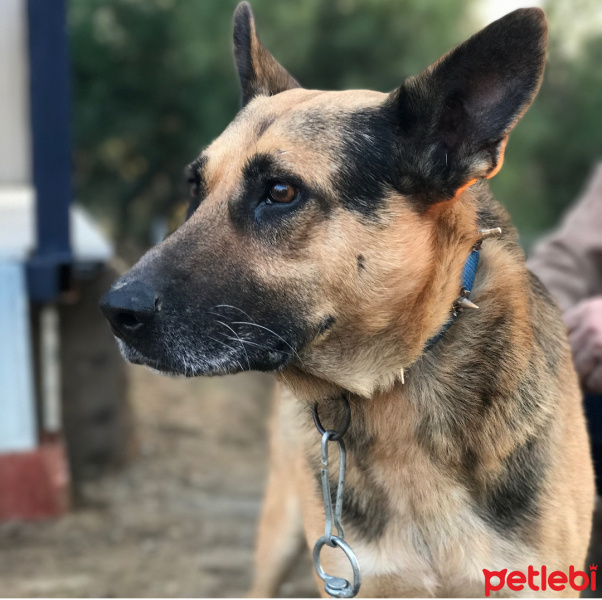 Belçika Malinois, Köpek  Kurt fotoğrafı