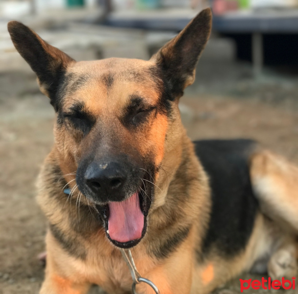 Belçika Malinois, Köpek  Kurt fotoğrafı