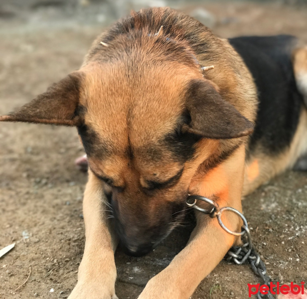 Belçika Malinois, Köpek  Kurt fotoğrafı