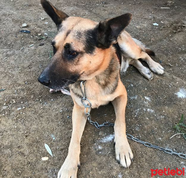 Belçika Malinois, Köpek  Kurt fotoğrafı