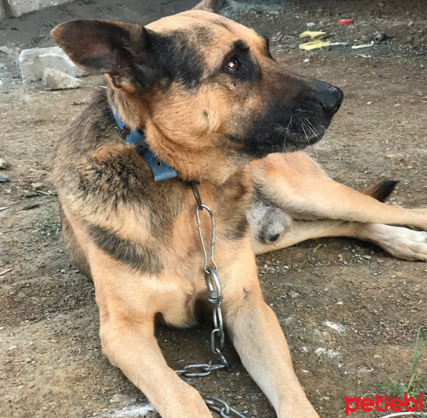Belçika Malinois, Köpek  Kurt fotoğrafı