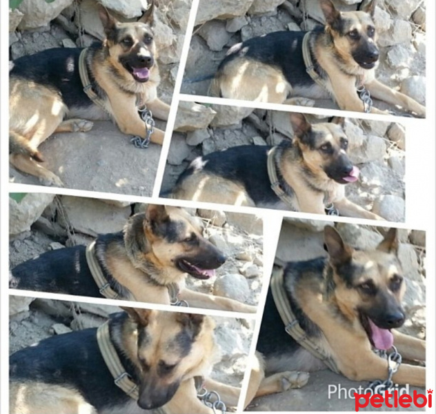 Belçika Malinois, Köpek  Kurt fotoğrafı