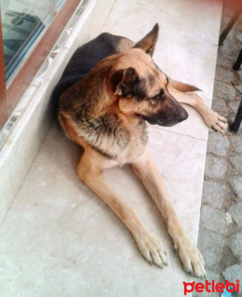 Belçika Malinois, Köpek  Kurt fotoğrafı