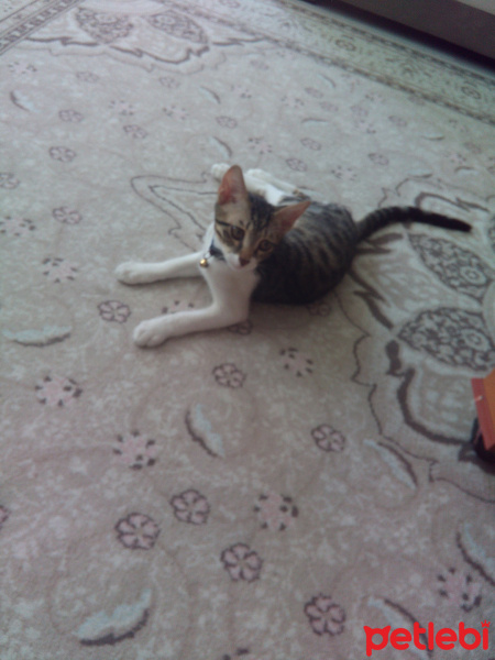 Tekir Kedi, Kedi  Gofret fotoğrafı