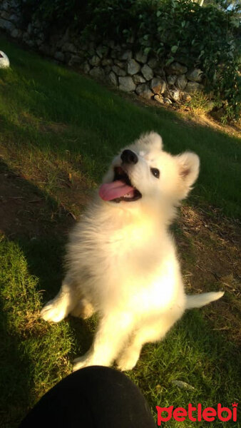 Samoyed, Köpek  Atlas fotoğrafı