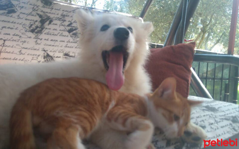 Samoyed, Köpek  Atlas fotoğrafı