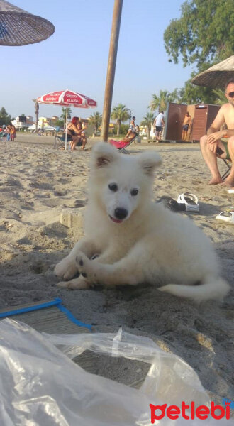 Samoyed, Köpek  Atlas fotoğrafı