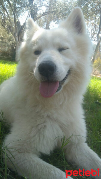 Samoyed, Köpek  Thor fotoğrafı