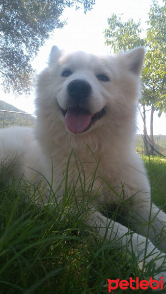 Samoyed, Köpek  Thor fotoğrafı