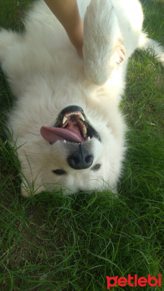 Samoyed, Köpek  Thor fotoğrafı