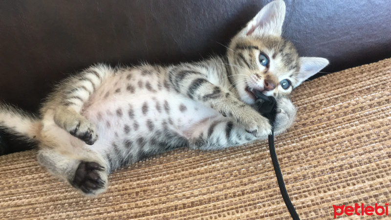 Tekir Kedi, Kedi  Şehnaz fotoğrafı