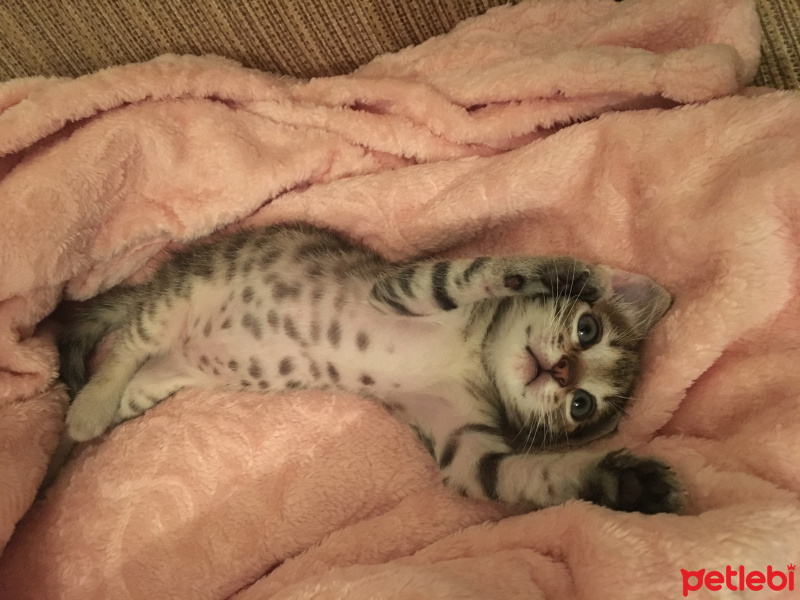 Tekir Kedi, Kedi  Şehnaz fotoğrafı