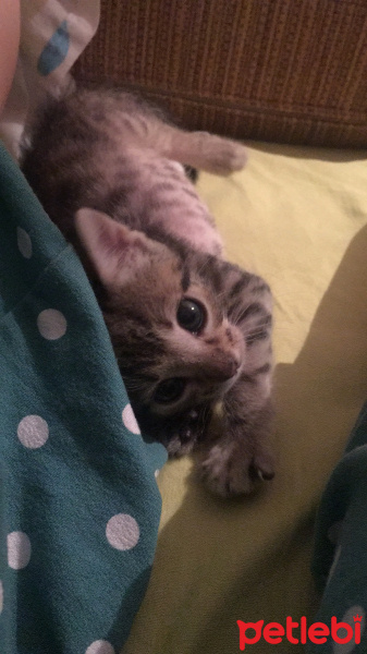 Tekir Kedi, Kedi  Şehnaz fotoğrafı