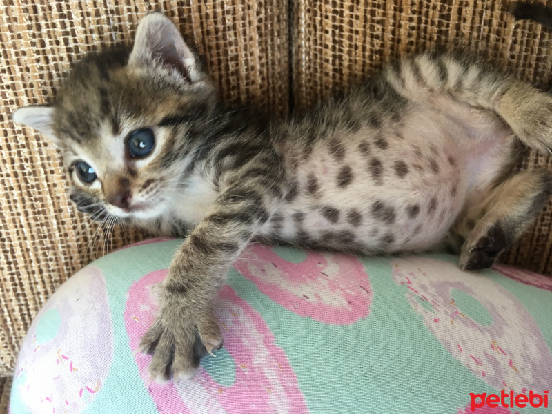 Tekir Kedi, Kedi  Şehnaz fotoğrafı