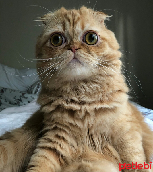 Scottish Fold, Kedi  Puding fotoğrafı