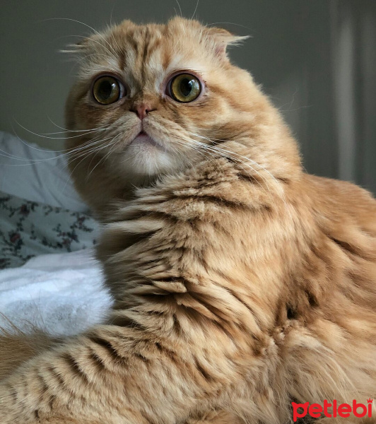 Scottish Fold, Kedi  Puding fotoğrafı