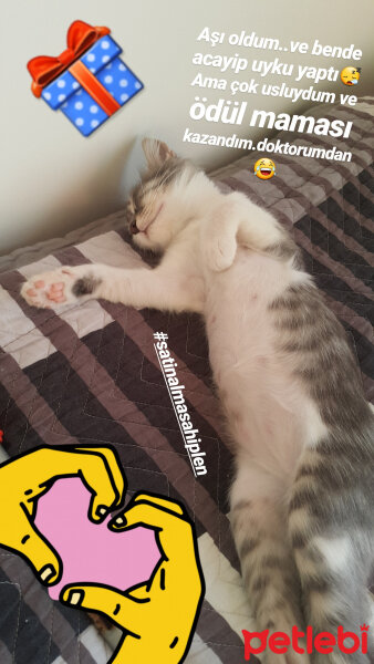 Tekir Kedi, Kedi  Badem fotoğrafı