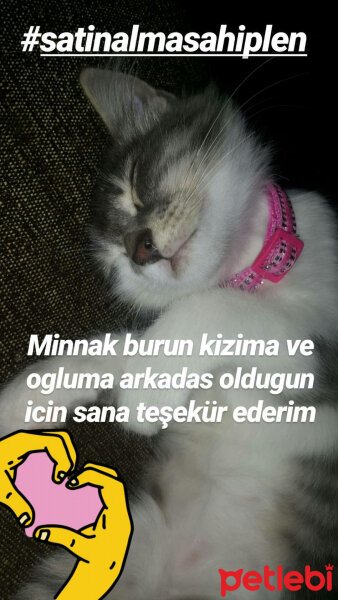 Tekir Kedi, Kedi  Badem fotoğrafı