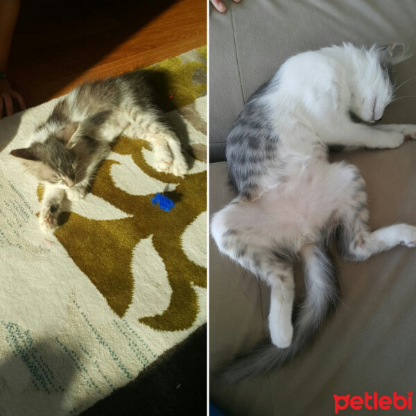 Tekir Kedi, Kedi  Badem fotoğrafı