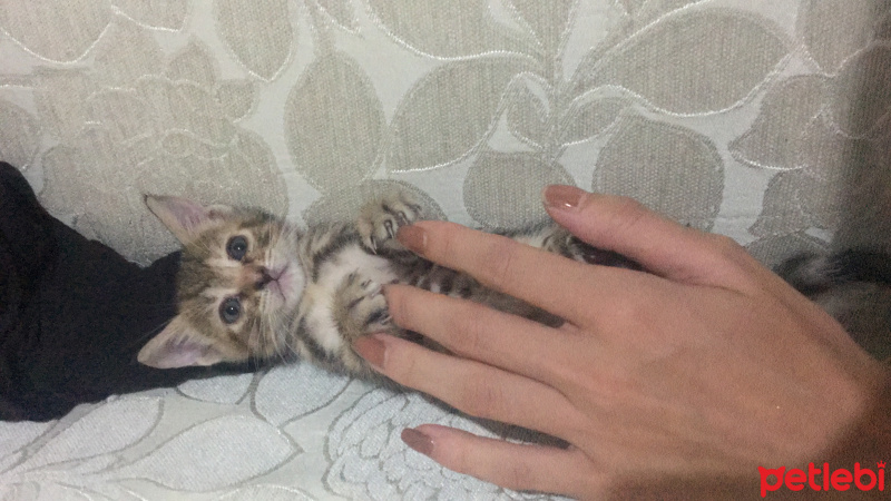Maine Coon, Kedi  Henüz düşünmedim fotoğrafı