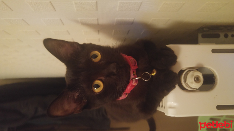 Bombay, Kedi  Zeytin fotoğrafı